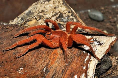 philippine orange tarantula